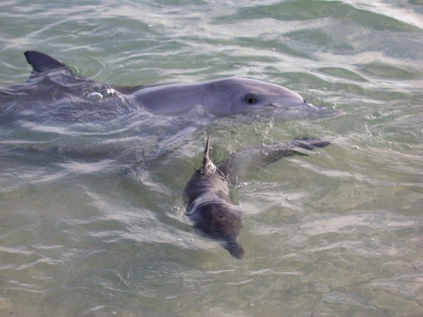 Dolphins